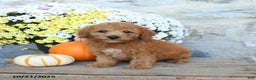 Miniature Poodle dogs for sale: Stetson - Ad 1