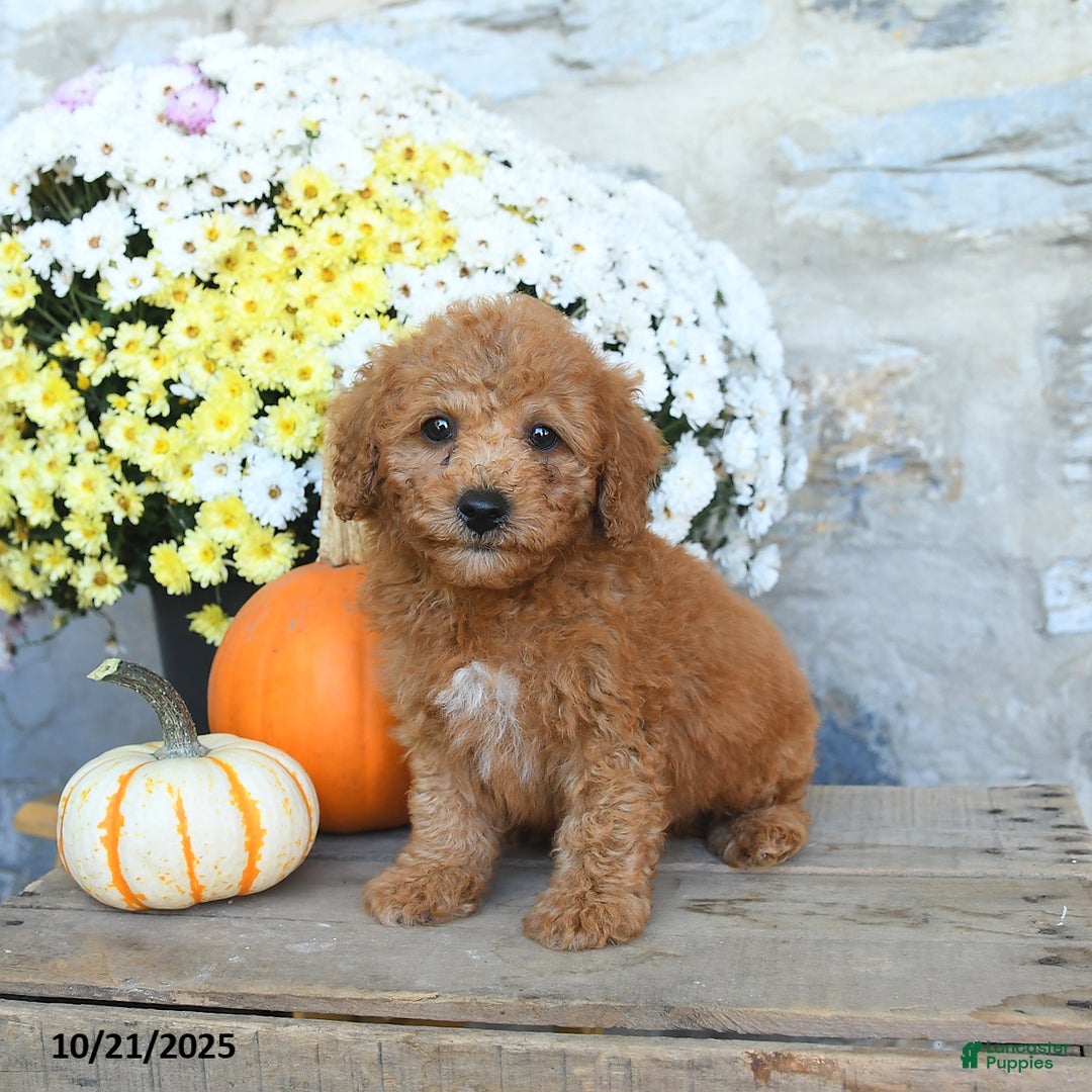 Miniature Poodle dogs for sale: Stetson - Ad 1