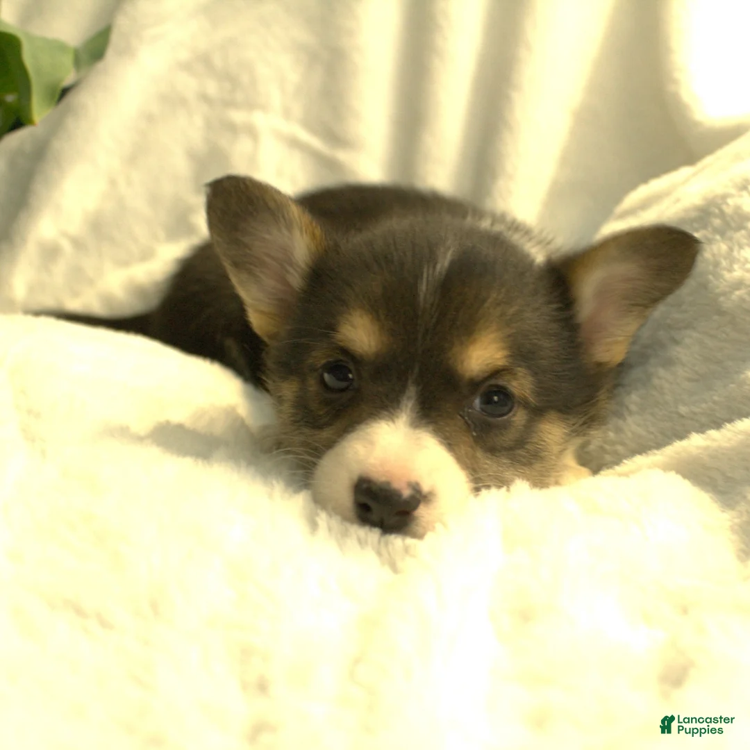 Welsh Corgi Pembroke dogs for sale: Diva - Ad 3