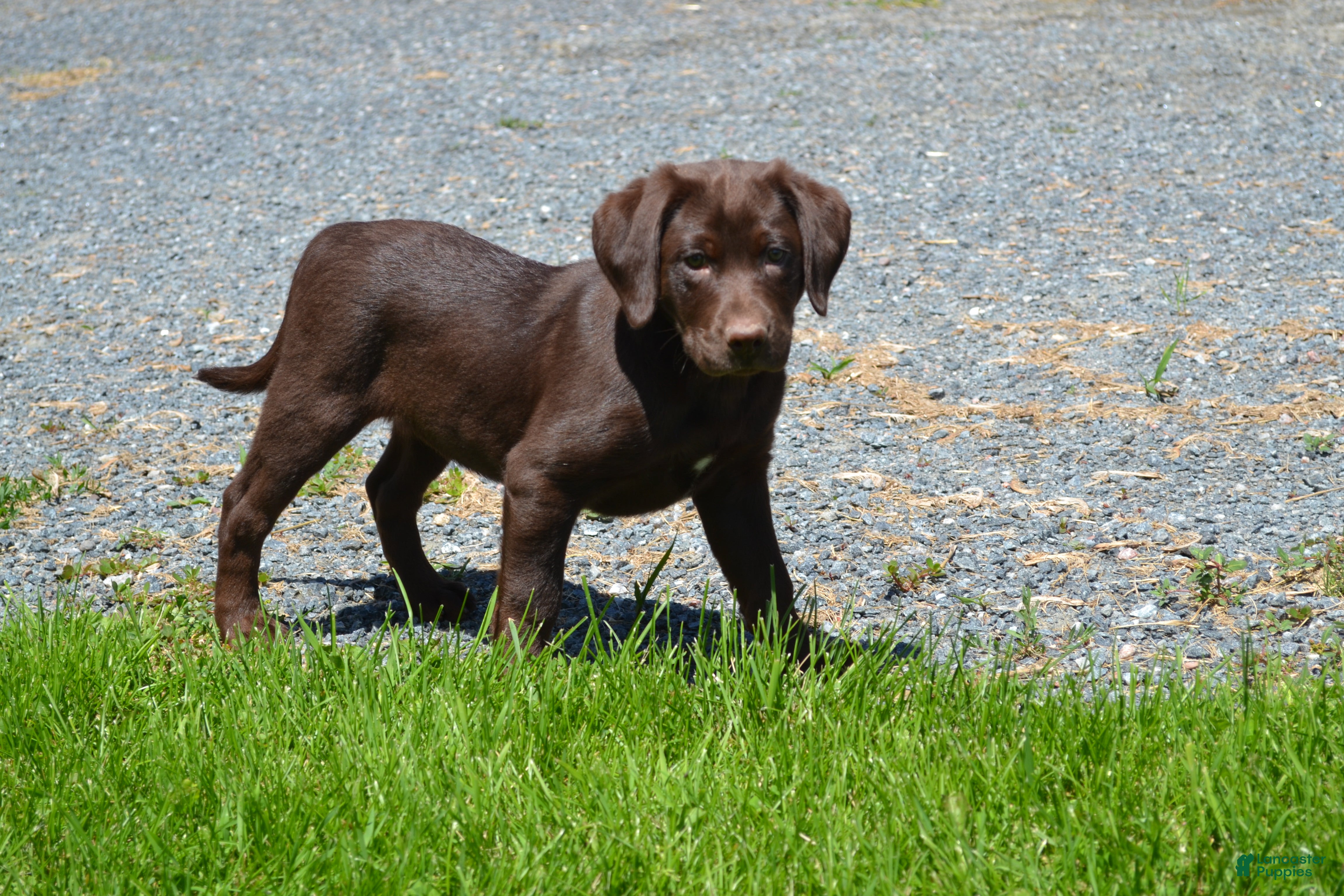 Labrador Retriever dogs Londa - Ad 2