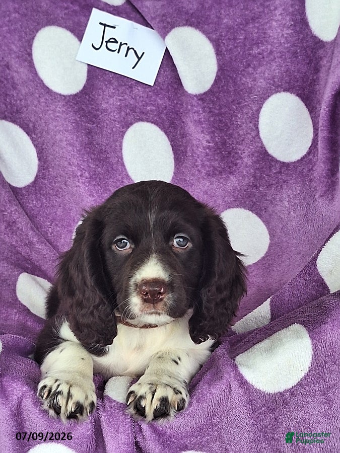 English Springer Spaniel dogs Jerry - Ad 2