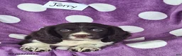 English Springer Spaniel dogs for sale: Jerry - Ad 2