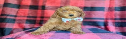 Miniature Poodle dogs for sale: Samuel - Ad 3