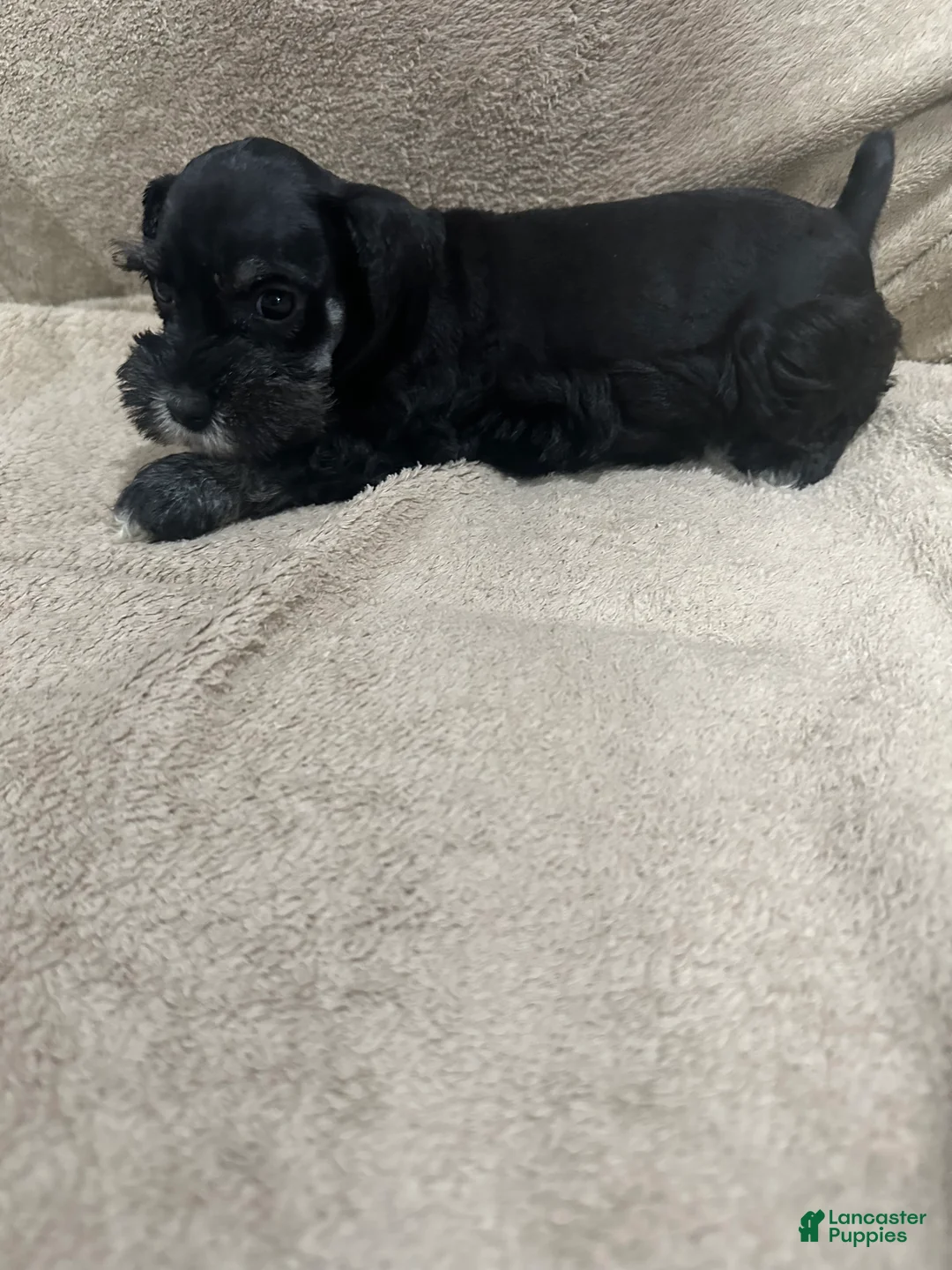 Miniature Schnauzer dogs for sale: Bennie - Ad 5