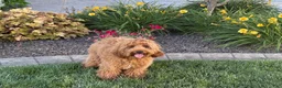 Cavapoo dogs for sale: Lyndon F1b  - Ad 12