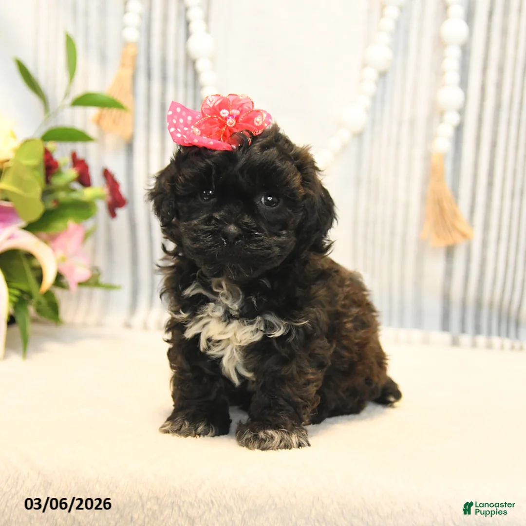 Shihpoo dogs for sale: Lacey - Ad 5