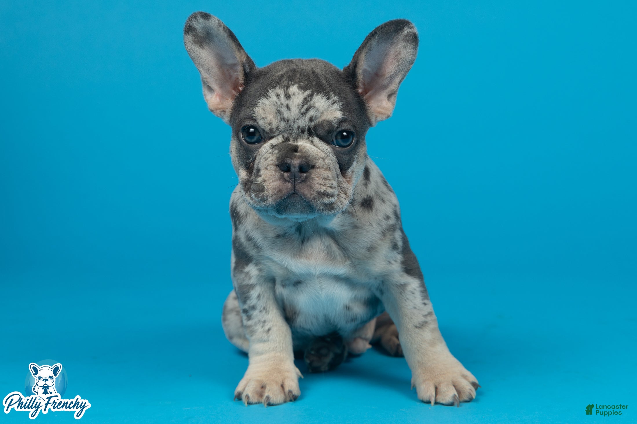 French Bulldog dogs French Bulldog 1 - Ad 1