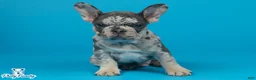 French Bulldog dogs for sale: French Bulldog 1 - Ad 1