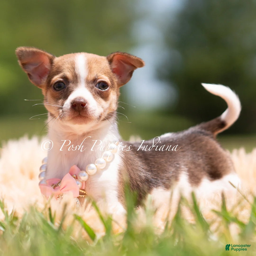Chihuahua dogs for sale: Pom Pom - Ad 1