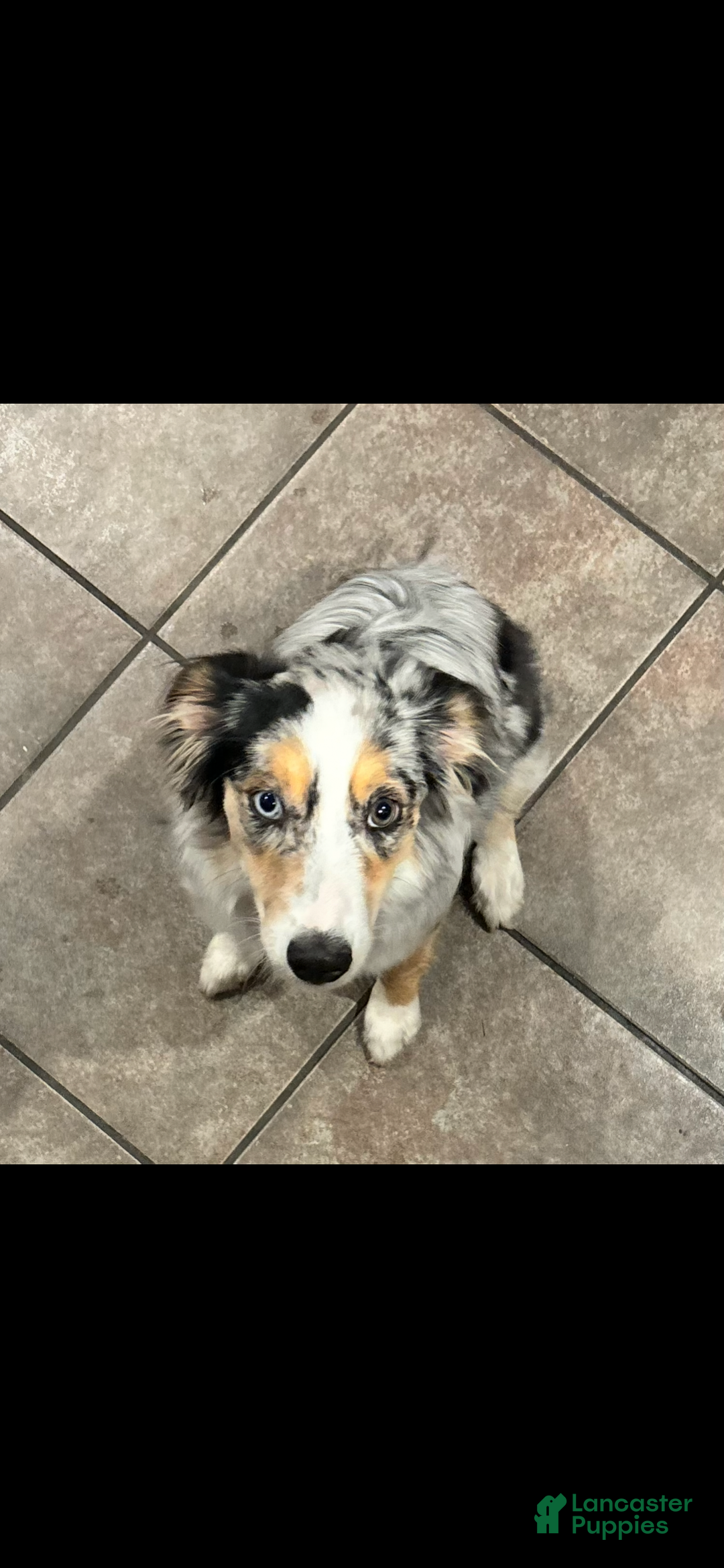 Australian Shepherd dogs for sale: Australian Shepherd  - Ad 2