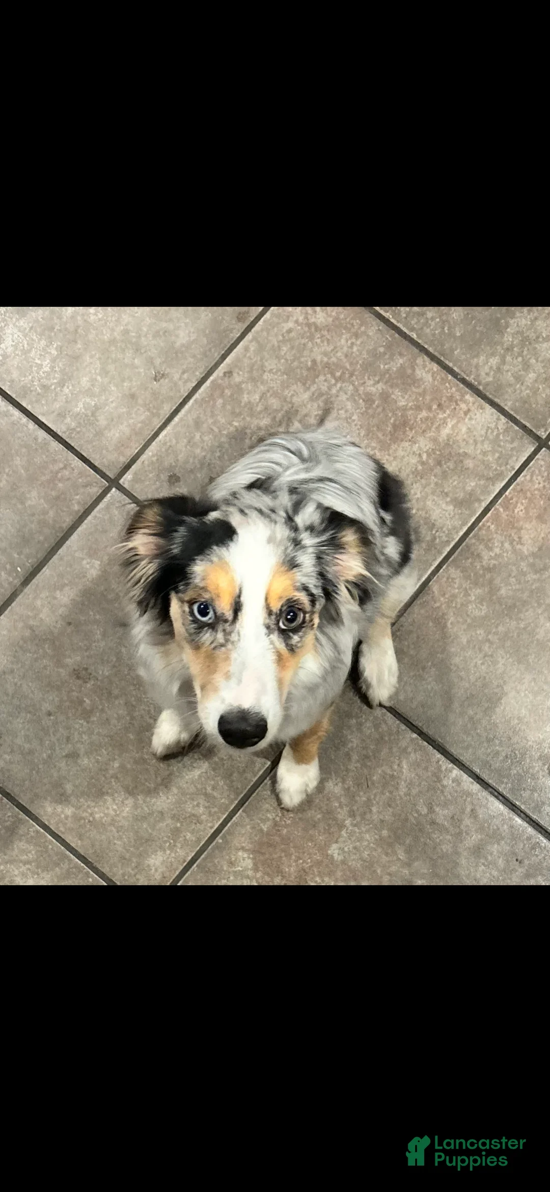 Australian Shepherd dogs for sale: Australian Shepherd  - Ad 2