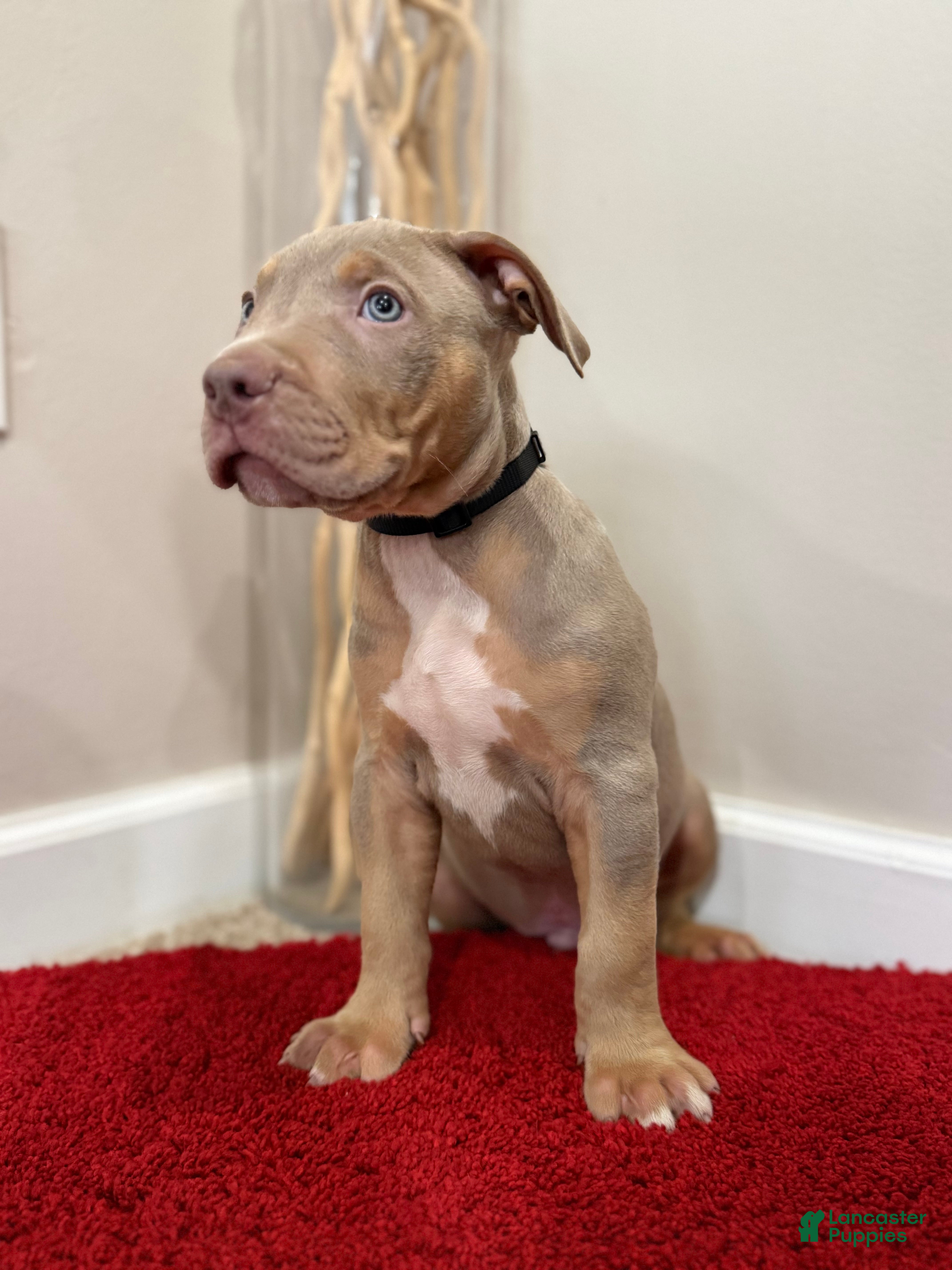 American Bully dogs American Bully Puppy 7 - Ad 38