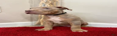 American Bully Puppy 7