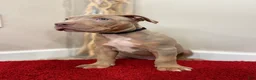 American Bully dogs for sale: American Bully Puppy 7 - Ad 1