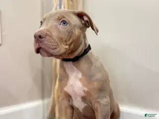 American Bully dogs American Bully Puppy 7 - Ad 38