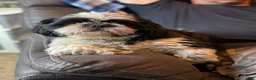 Shih Tzu dogs for sale: Bear - Ad 4