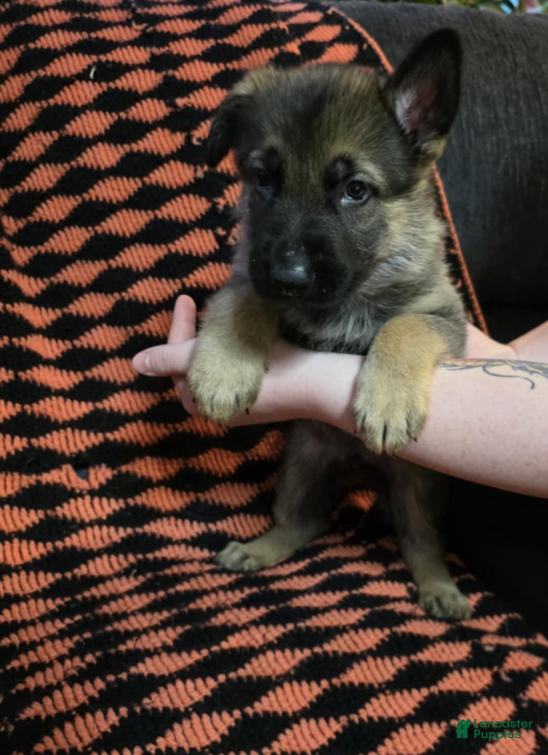 German Shepherd dogs for sale: Jr - Ad 1