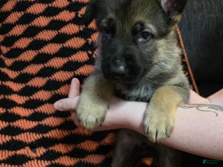 German Shepherd dogs for sale: Jr - Ad 3