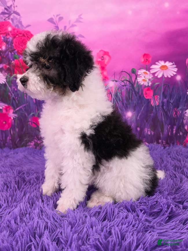 Miniature Poodle dogs Confetti - Ad 2