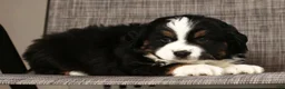 Miniature Australian Shepherd dogs for sale: Jordan - Ad 7