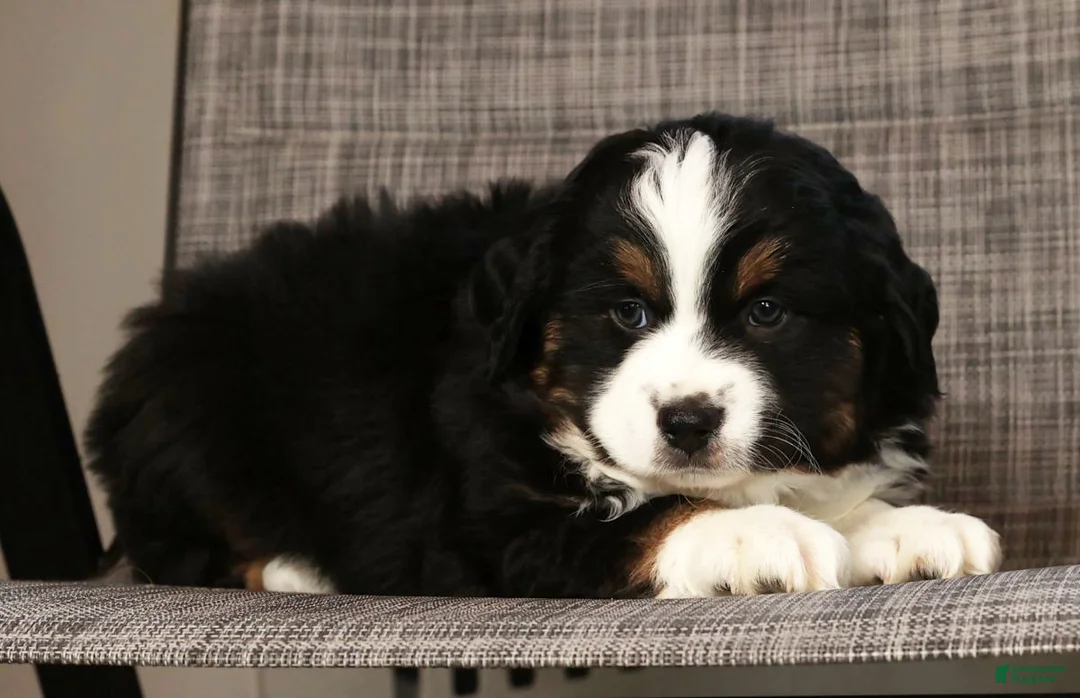 Miniature Australian Shepherd dogs for sale: Jordan - Ad 7