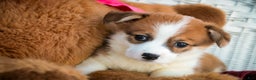Welsh Corgi Pembroke dogs for sale: Bagel - Ad 3