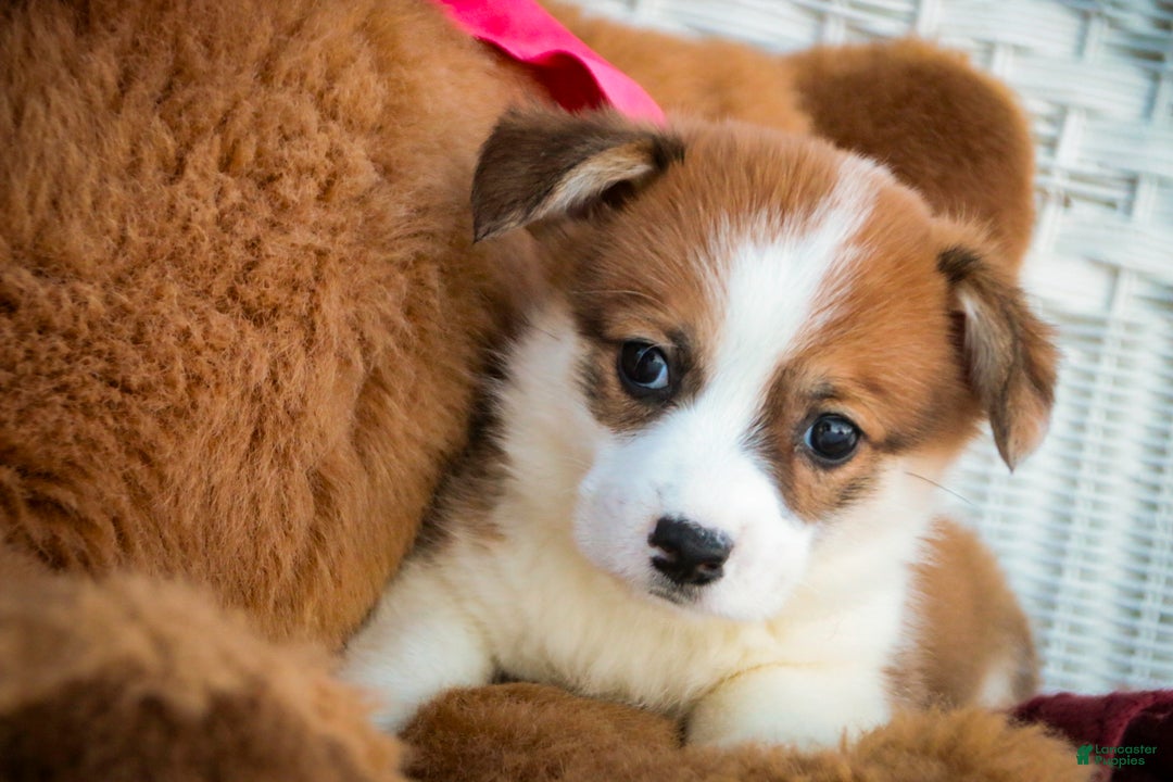 Welsh Corgi Pembroke dogs for sale: Bagel - Ad 3