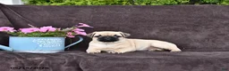 Pug dogs for sale: Betsy - Ad 2