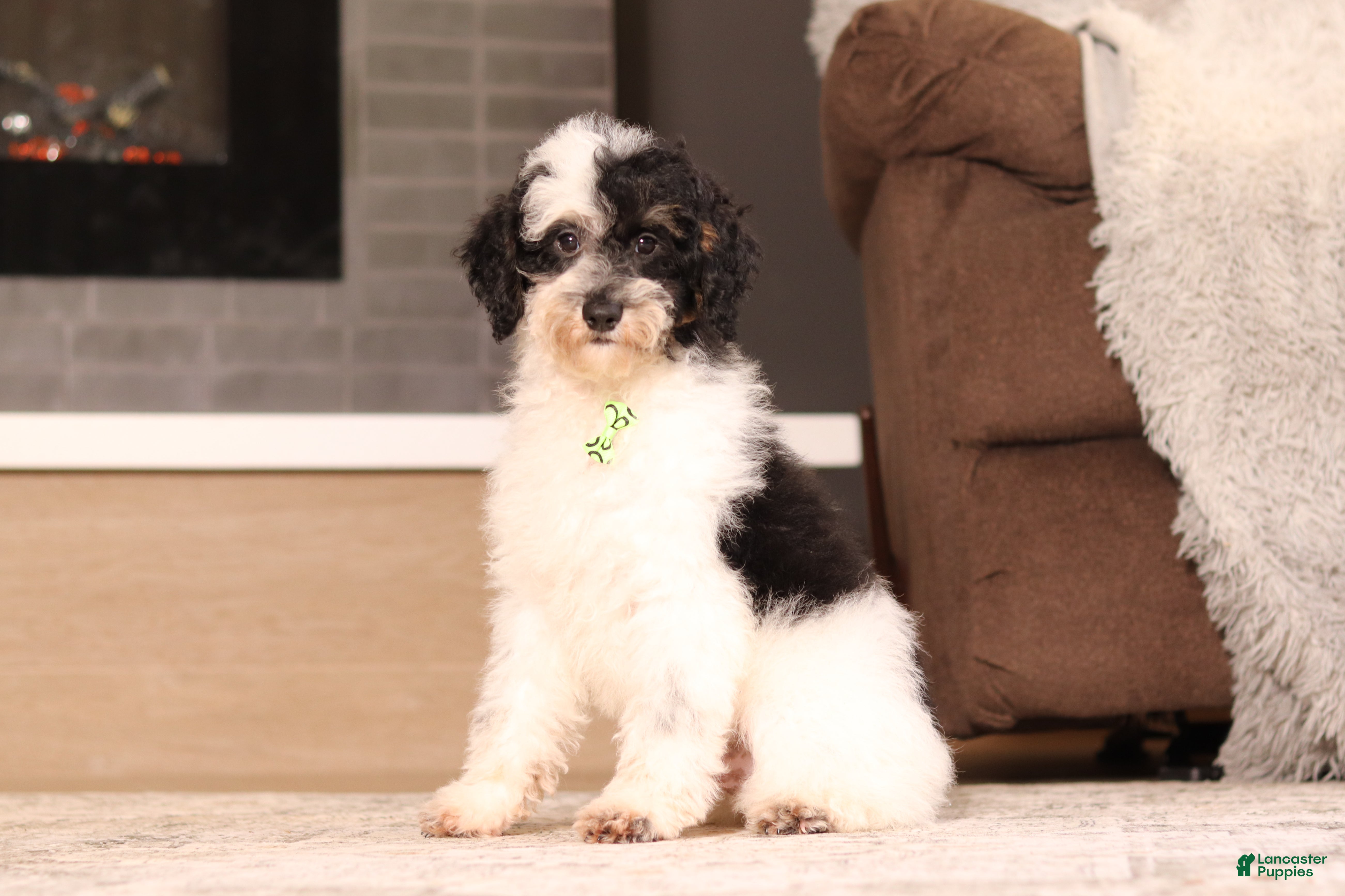 Miniature Poodle dogs Milo (AKC) - Ad 2