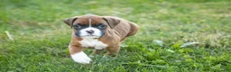 Boxer dogs for sale: Flower - Ad 1