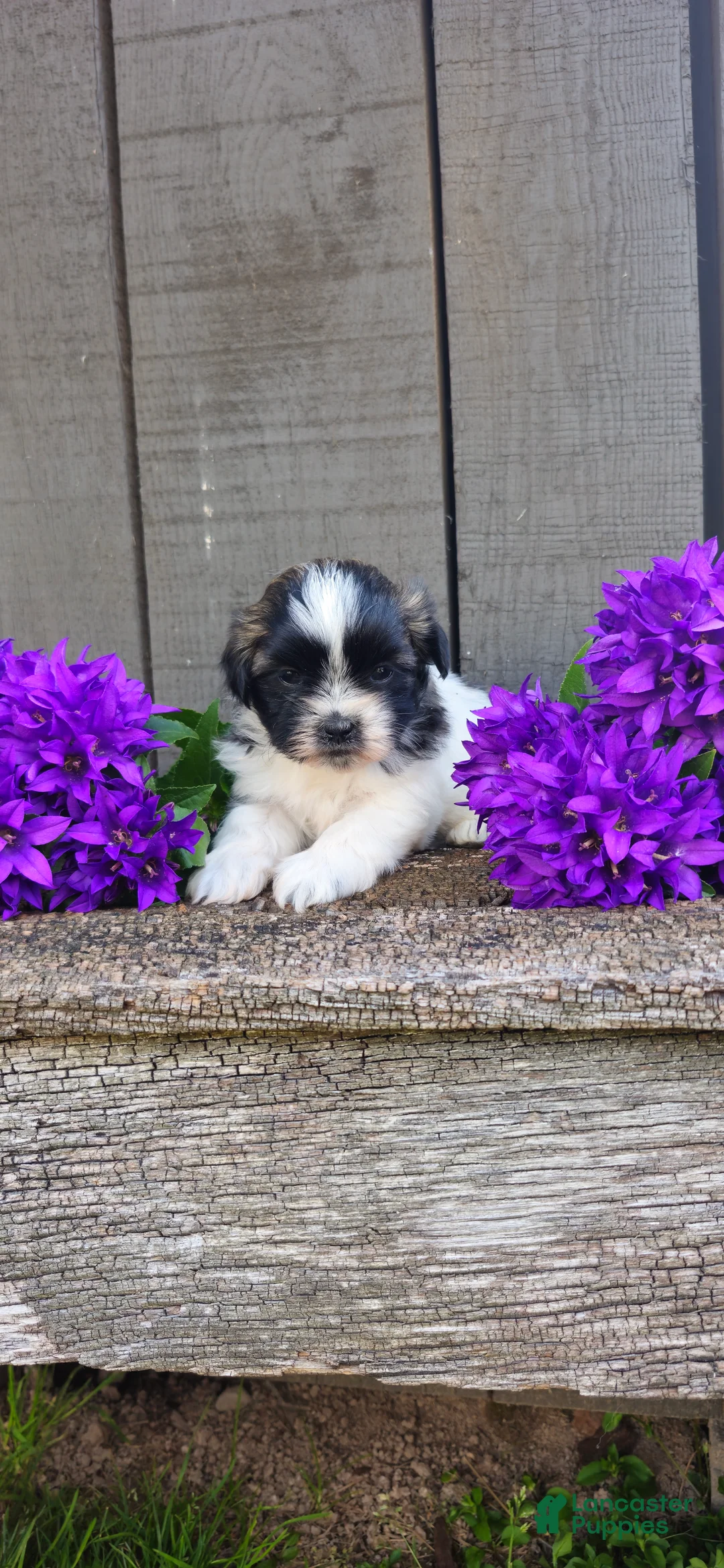 Teddy Bear dogs for sale: Rambo - Ad 5