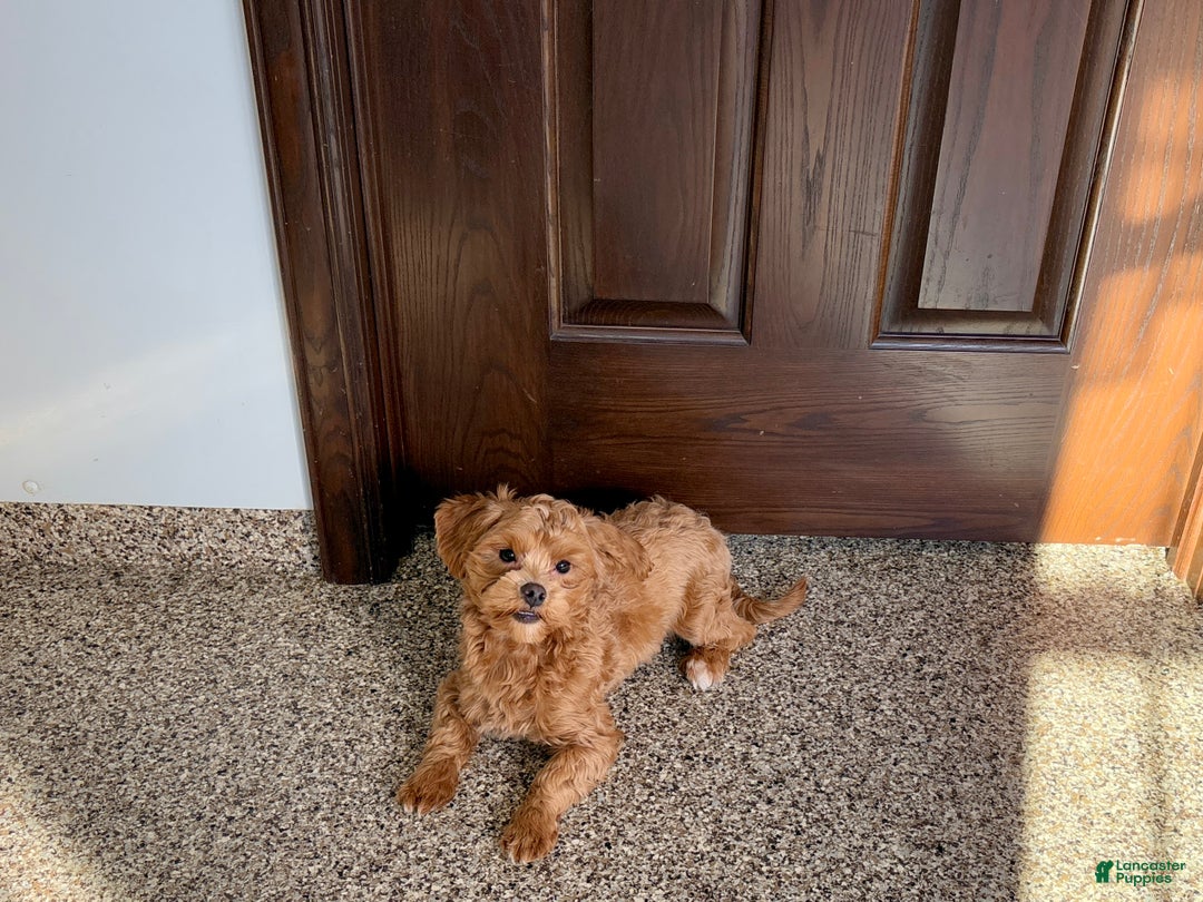 Maltipoo dogs for sale: Jordan - Ad 2