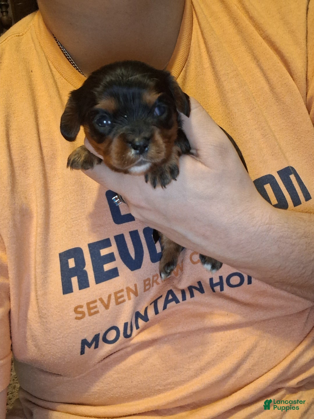 Cavalier King Charles Spaniel dogs for sale: Lola - Ad 3