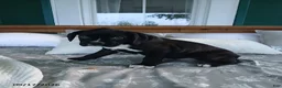 Boxer dogs for sale: Dozer - Ad 7