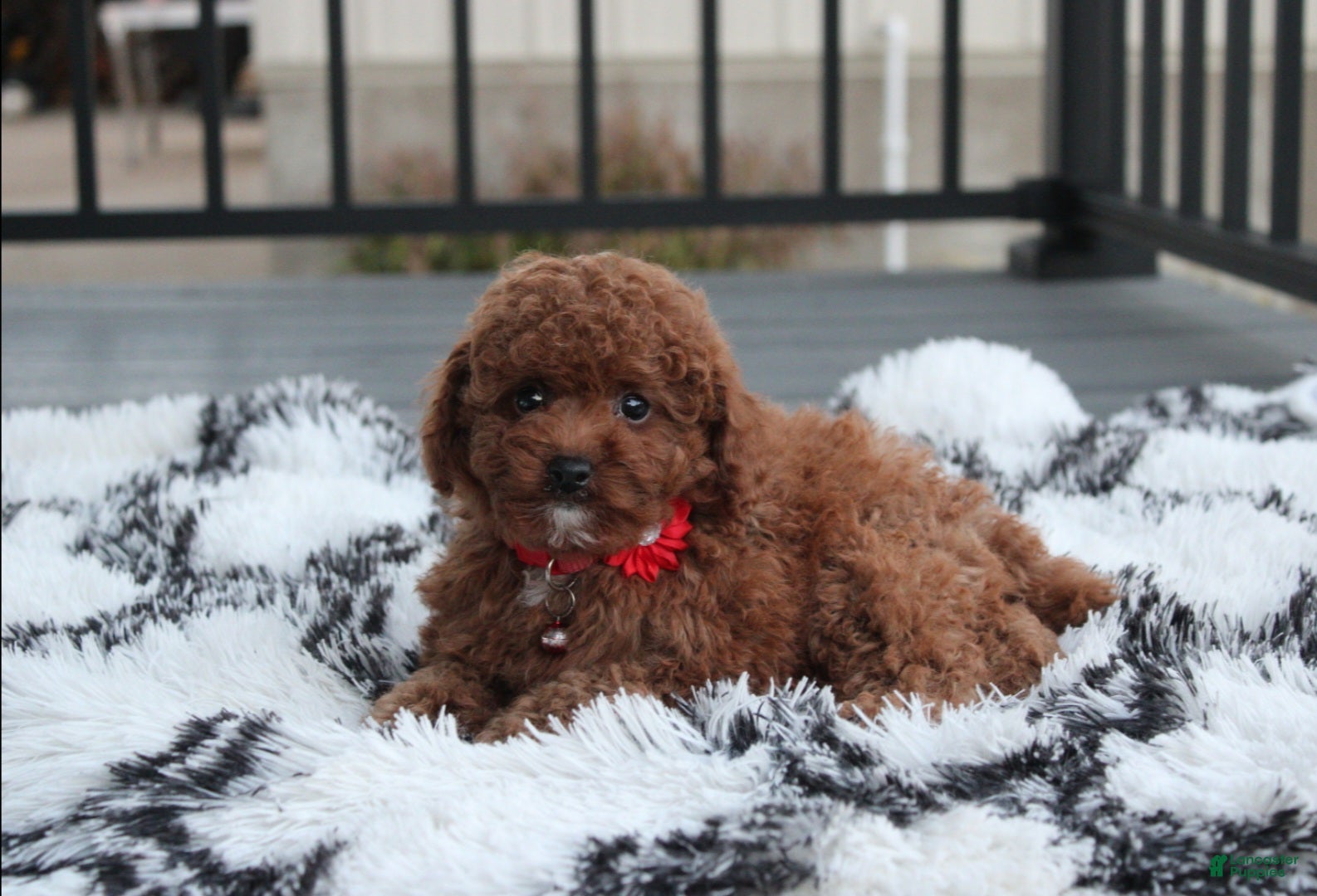 Toy Poodle dogs for sale: Theo - Ad 2