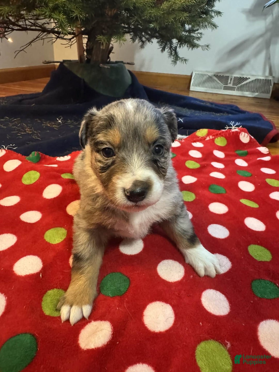 Australian Shepherd dogs for sale: Frost - Ad 7