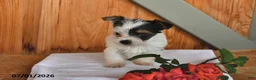 Mixed Breed dogs for sale: Rover - Ad 4
