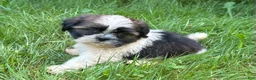Shih Tzu dogs for sale: Shih Tzu 6 - Ad 5