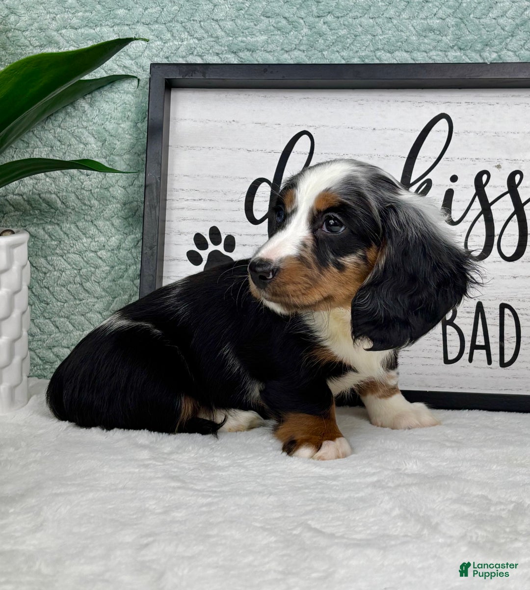 Miniature Dachshund dogs for sale: Miniature Dachshund Puppy 3 - Ad 4