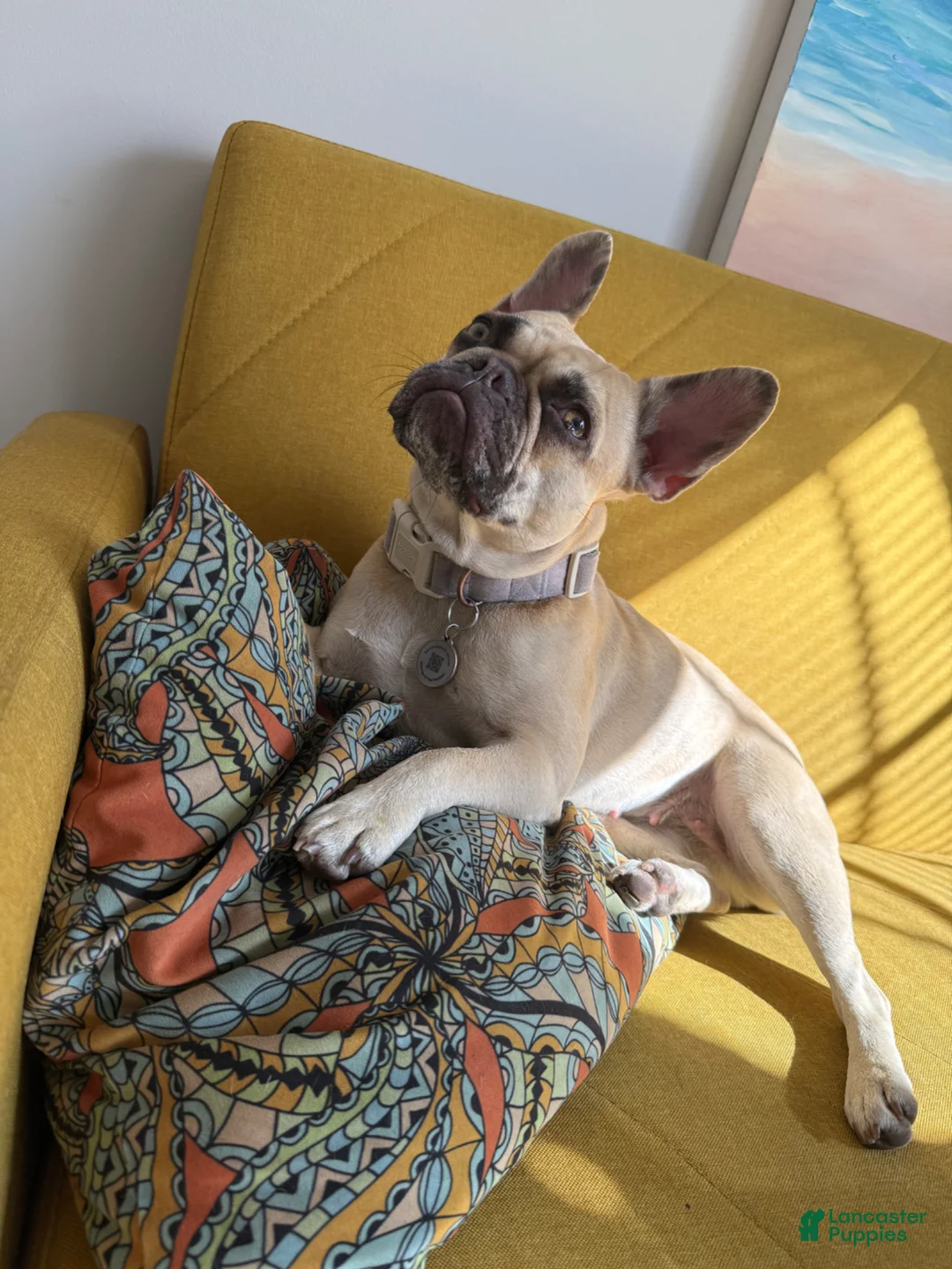 French Bulldog dogs for sale: French Bulldog Puppy 4 - Ad 14