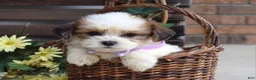 Teddy Bear dogs for sale: Lily - Ad 4