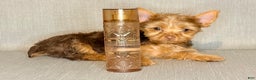 Yorkshire Terrier dogs for sale: Jewel *GET NOW* PAY LATER* - Ad 3