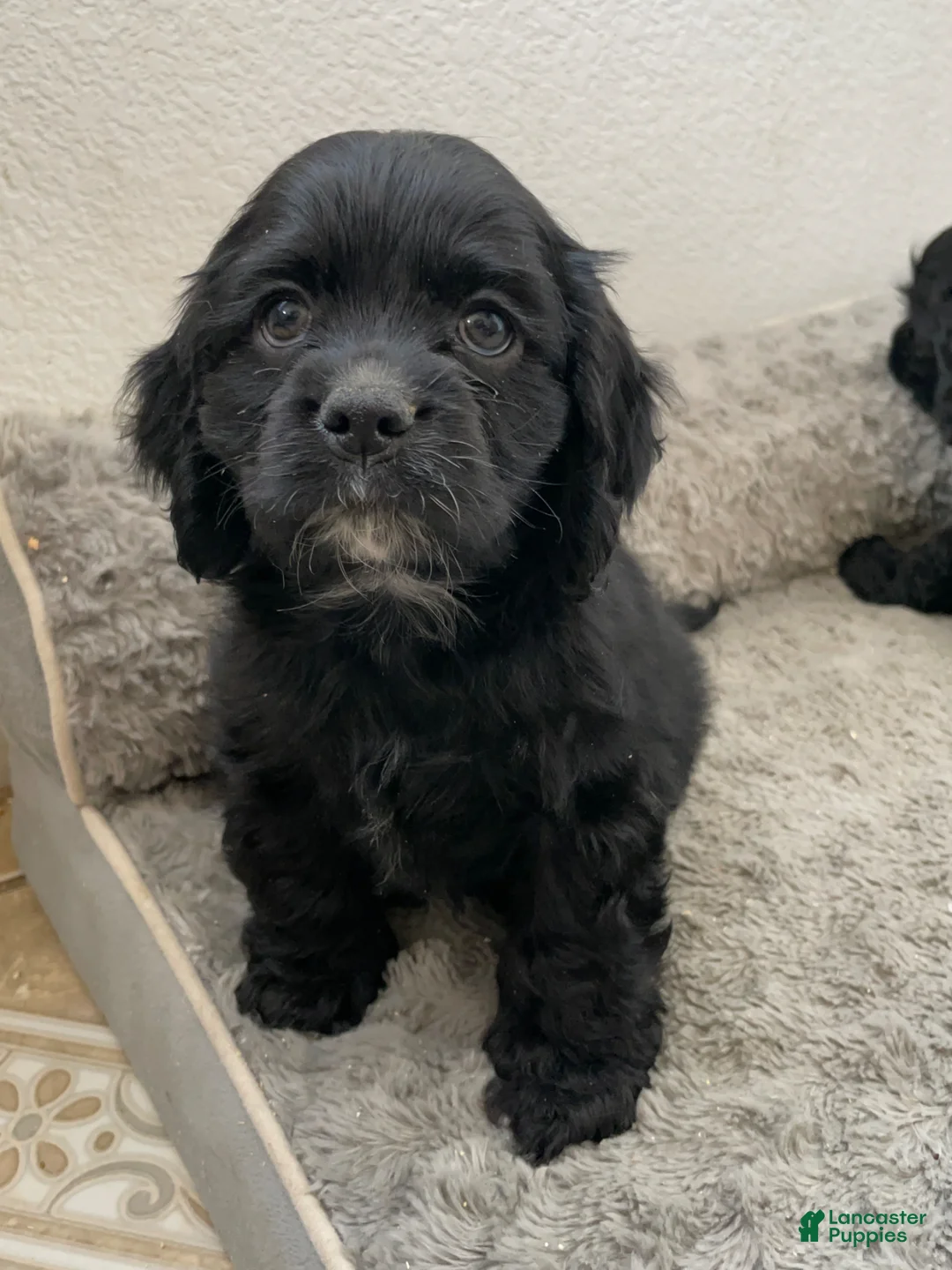 Cocker Spaniel dogs for sale: Billy - Ad 2