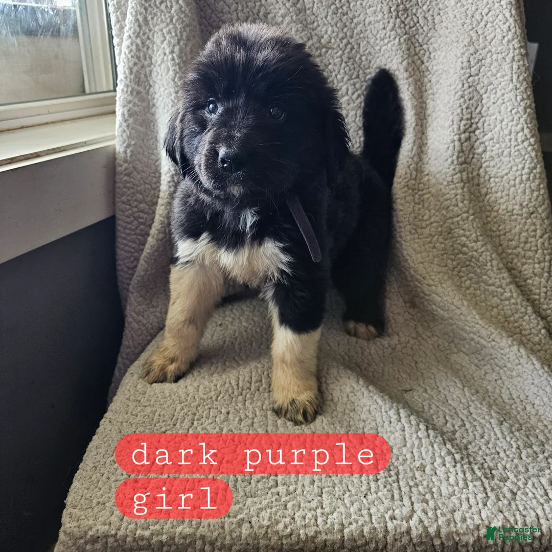 Mixed Breed dogs for sale: Grace - Ad 1