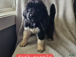 Mixed Breed dogs Grace - Ad 25