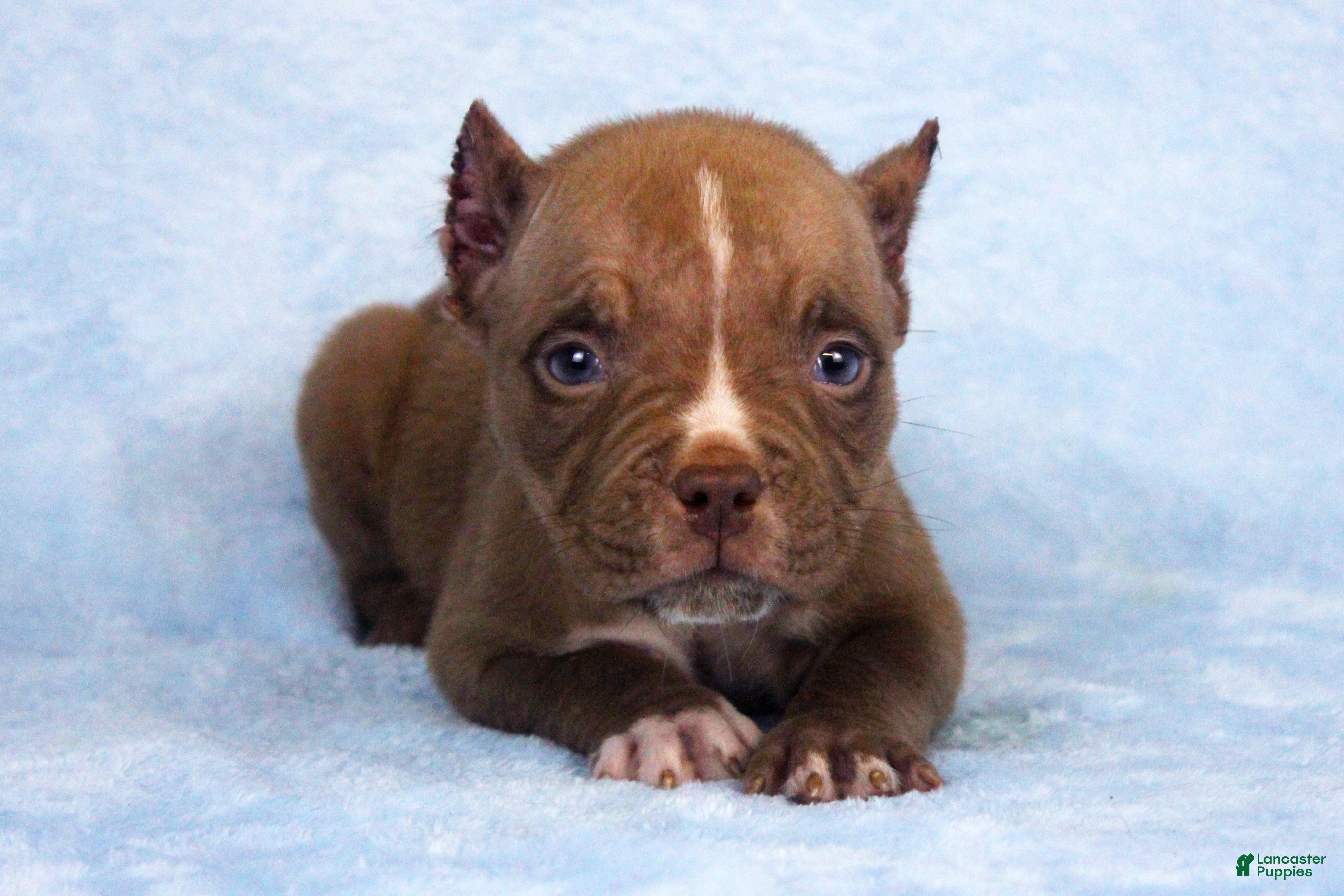 American Bully dogs Chocolate Female - Ad 2