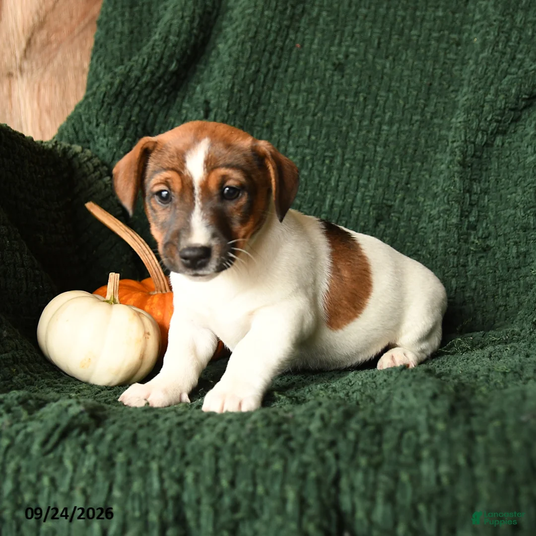 Jack Russell Terrier dogs for sale: Latte - Ad 2