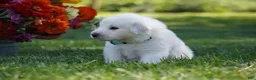 Great Pyrenees dogs for sale: AKC Polaris - Ad 5