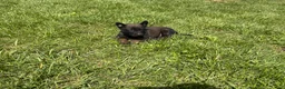 Belgian Malinois dogs for sale: Pittsburgh  - Ad 9