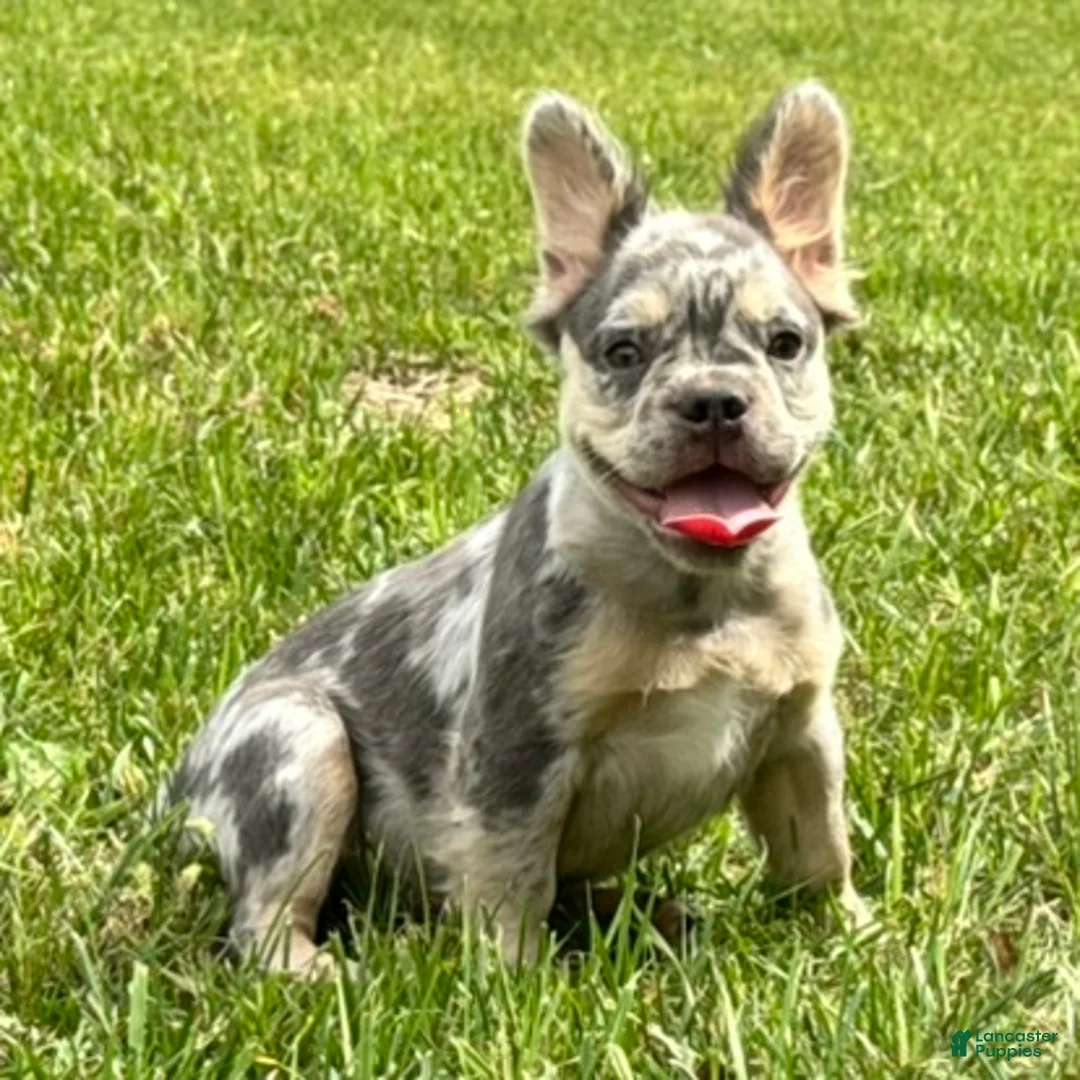 French Bulldog dogs for sale: Grace - Ad 2